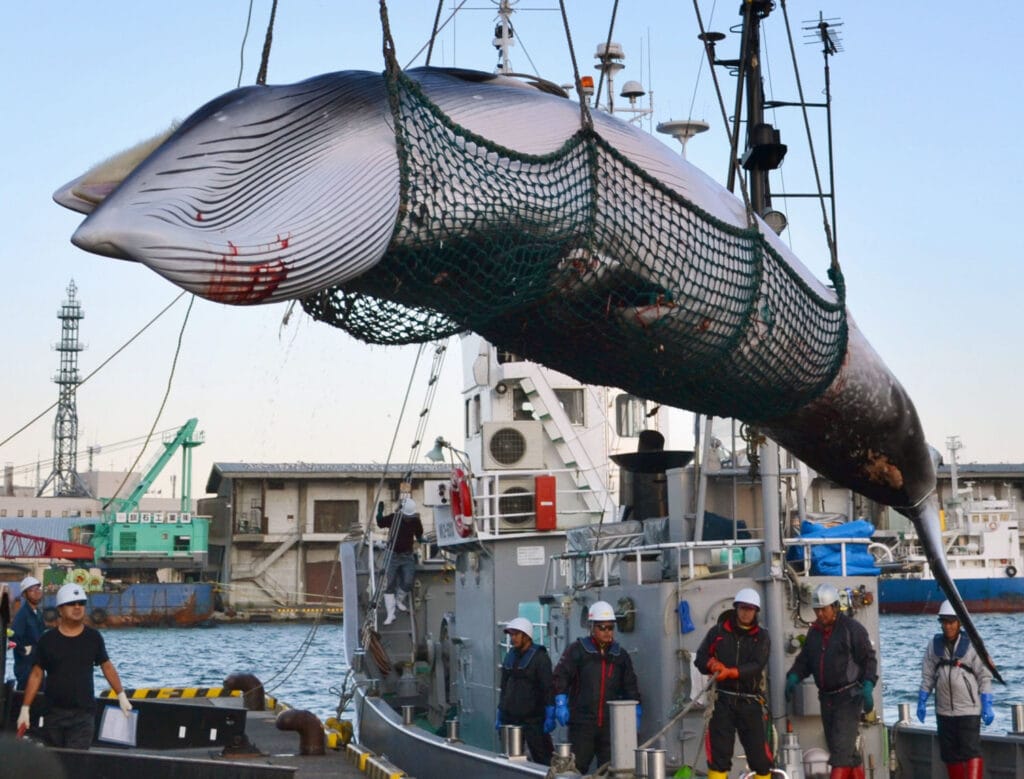 n-whaling-a-20181221-1024x779.jpg