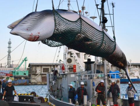 「日本、商業捕鯨再開」からplanned for を学ぶ