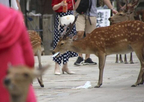 「プラごみに殺される動物達」からprompt A to doを学ぶ